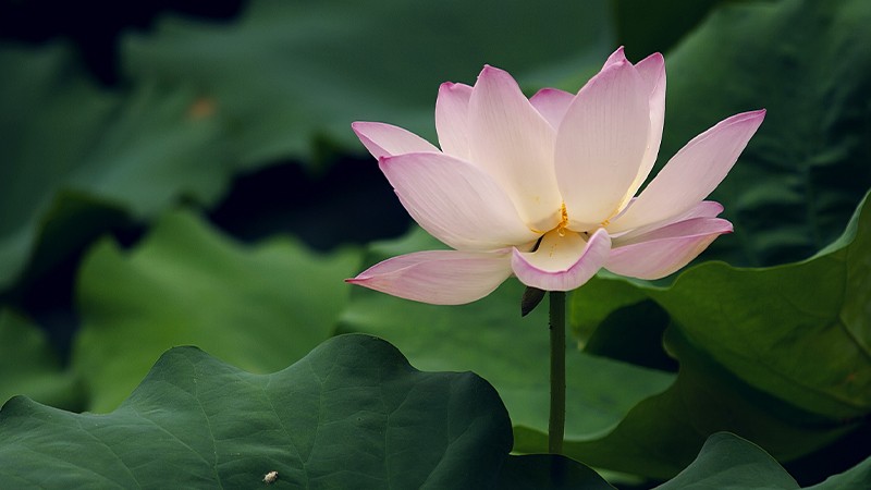 那就，「夏」次再见啦